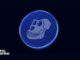 ApeCoin Soars as Bored Ape Fans Await Otherside Launch