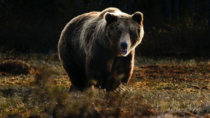 Bitcoin Bear