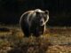 Bitcoin Bear