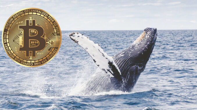 Bitcoin whale