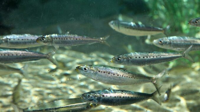 Bitcoin Minnows Are Resilient as Long-Term Whales Capitulate to Pressure