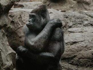 ‘Smart Money’ Wallets Are Unloading APE, Filling Up on aSTETH, Nansen Data Suggests