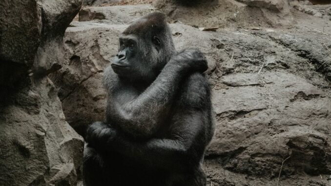 ‘Smart Money’ Wallets Are Unloading APE, Filling Up on aSTETH, Nansen Data Suggests