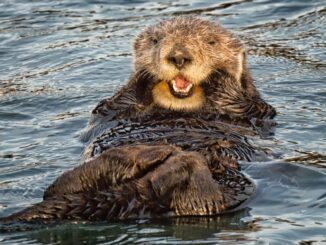 Nexo Sends Cease and Desist Letter to  Anonymous Twitter Account Accusing It of Embezzlement