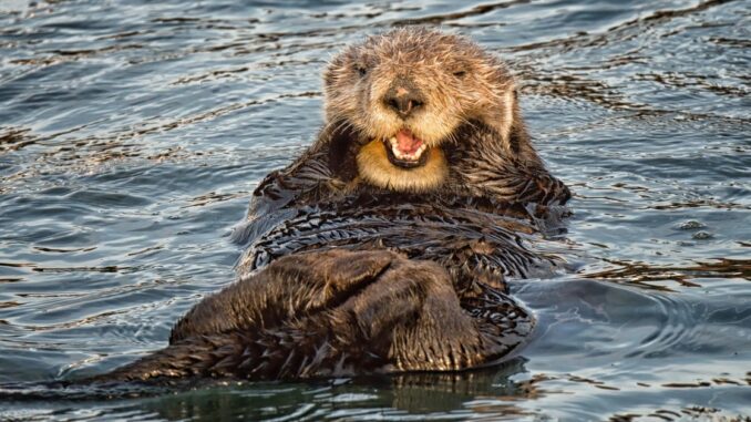 Nexo Sends Cease and Desist Letter to  Anonymous Twitter Account Accusing It of Embezzlement