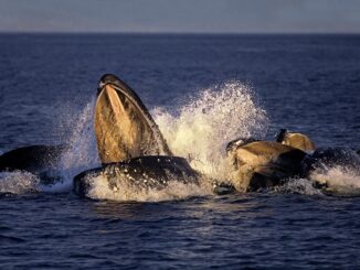 Billionaire ETH whales now hold over 28.55 million ETH