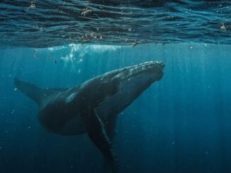 Bitcoin whale deposits $40M USDC into Hyperliquid to boost BTC short position