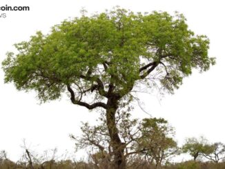 Digital Asset Solutions Firm Completes Australia’s First Tokenized Government Bond Investment