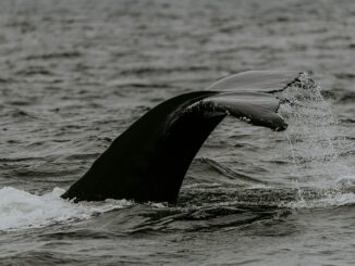 Bitcoin Whales Could Drive Prices Down Further, Experts Warn