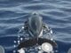 Ethereum whale Trend Research unwinds ETH position as losses reach $747M