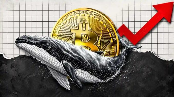 Bitcoin Whales Defy Volatility, Quietly Accumulate BTC at 17% Discount