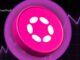 Is DOT Price Set To Rise Over $1 Now?